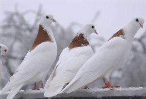 Голуби гривуны высоколётные