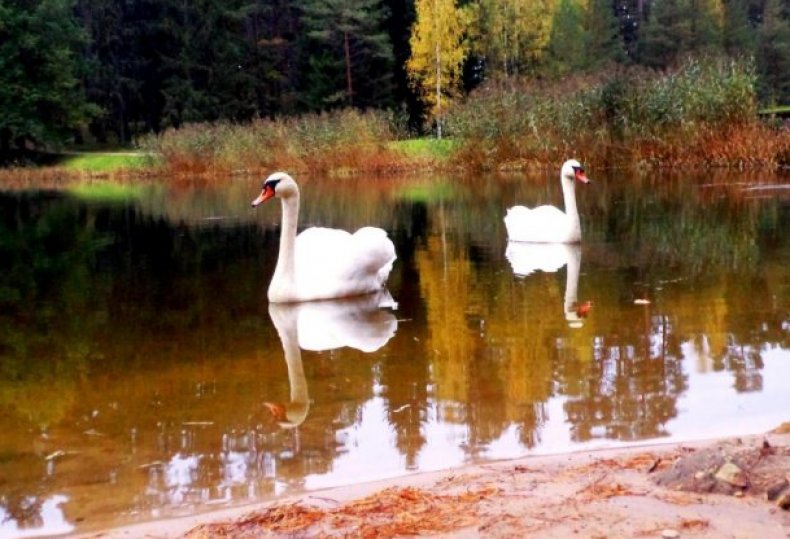 Лебеди у водоема