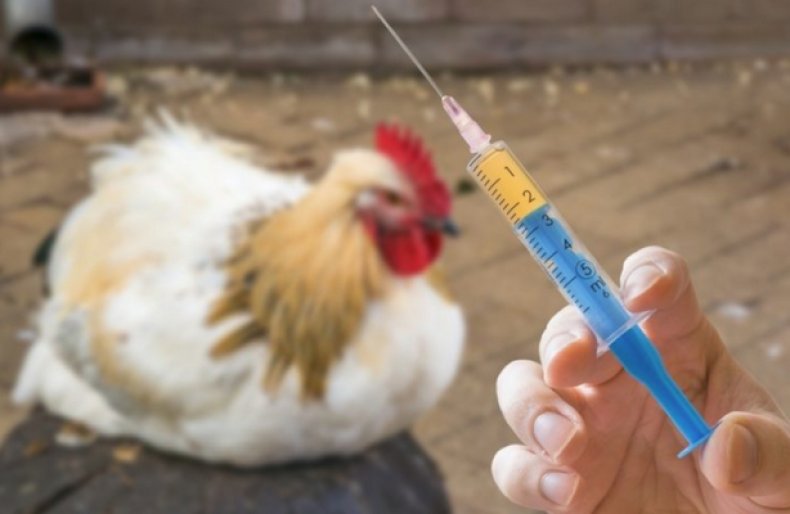 Вакцинация кур