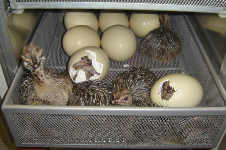 Инкубация страусиных яиц