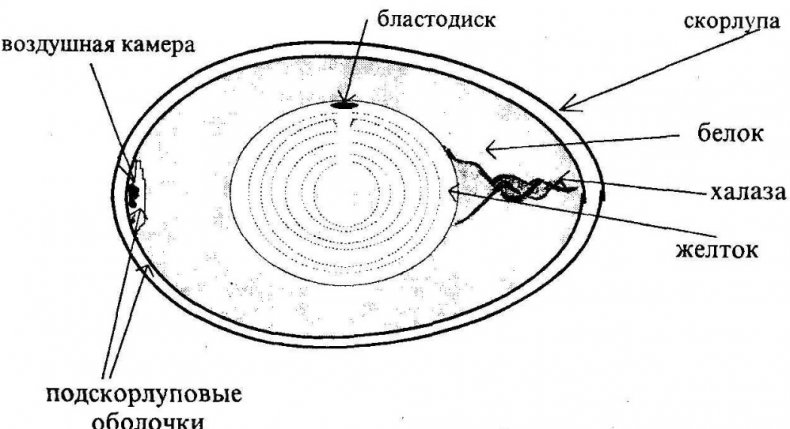 Строение куриного яйца