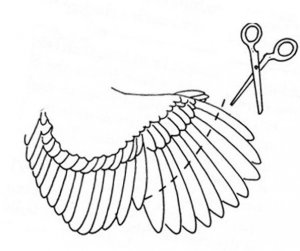 Обрезка крыльев птицы