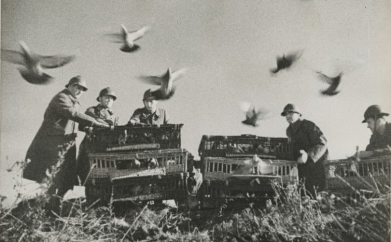 Почтовые голуби Первой мировой войны