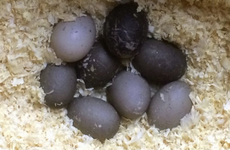 Яйца утки Каюги