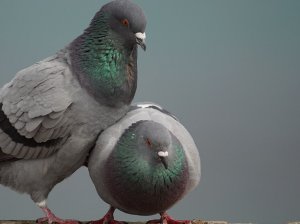 Как спариваются голуби
