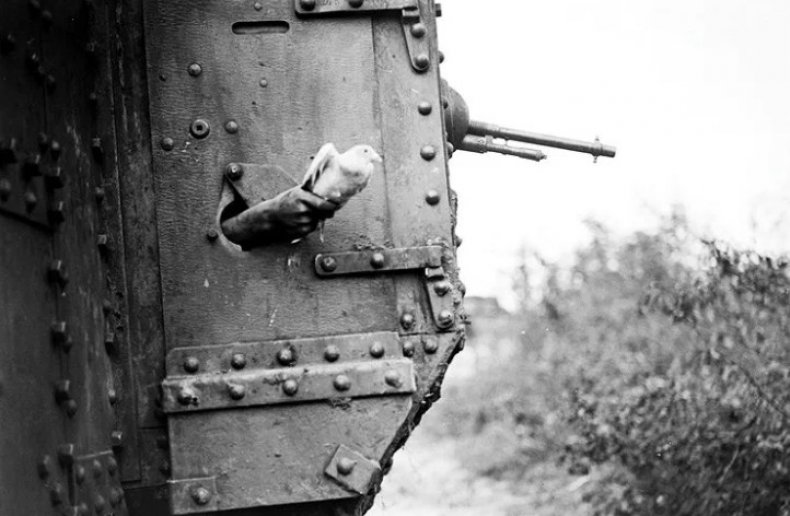 Британский военный голубь, Первая мировая война