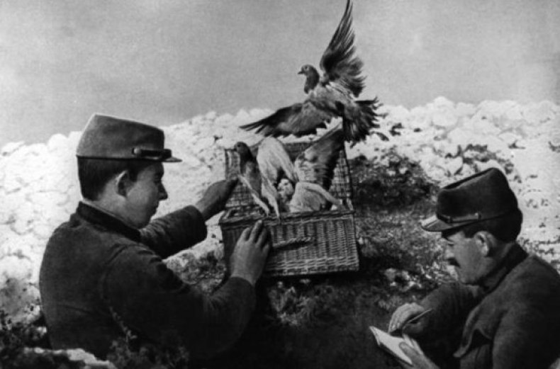 Французские солдаты с голубями