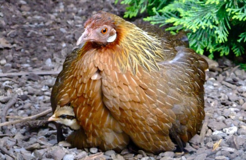 Банкивская курица с цыплятами
