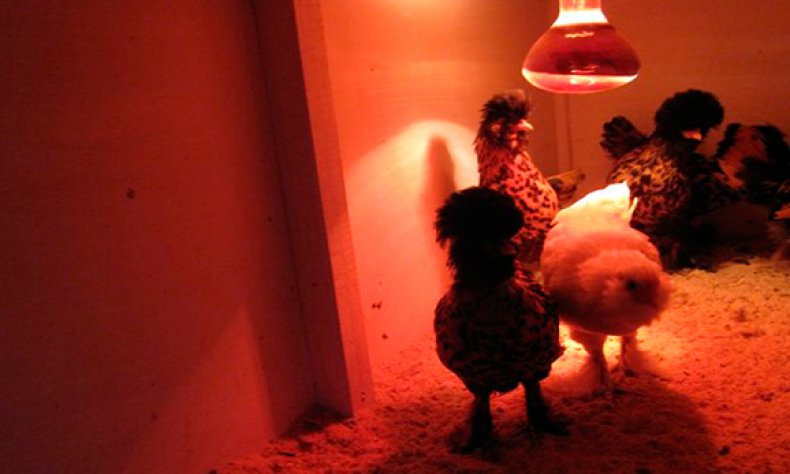 Инфракрасная лампа для обогрева цыплят
