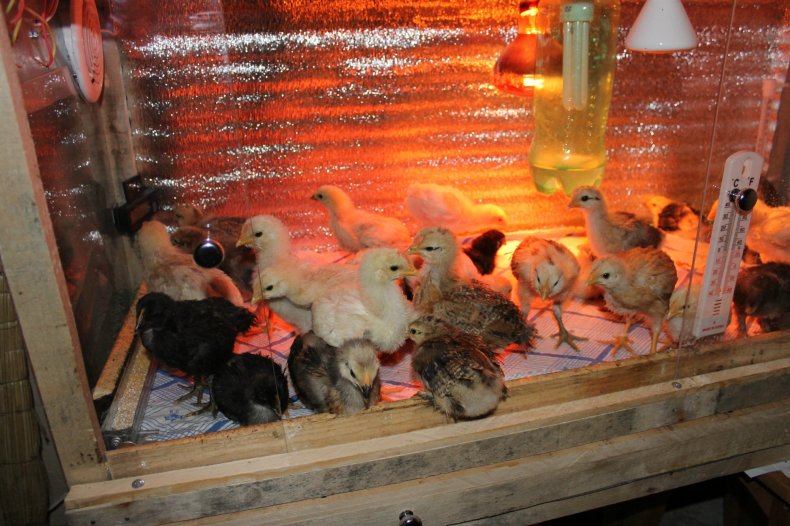 Инфракрасные лампы для обогрева цыплят