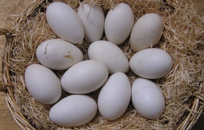 Гусиные яйца