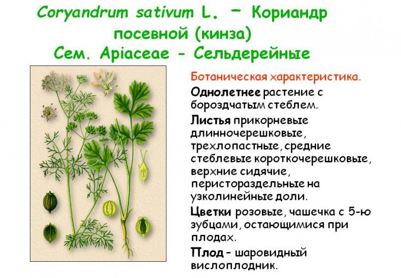 Кинза ботаника