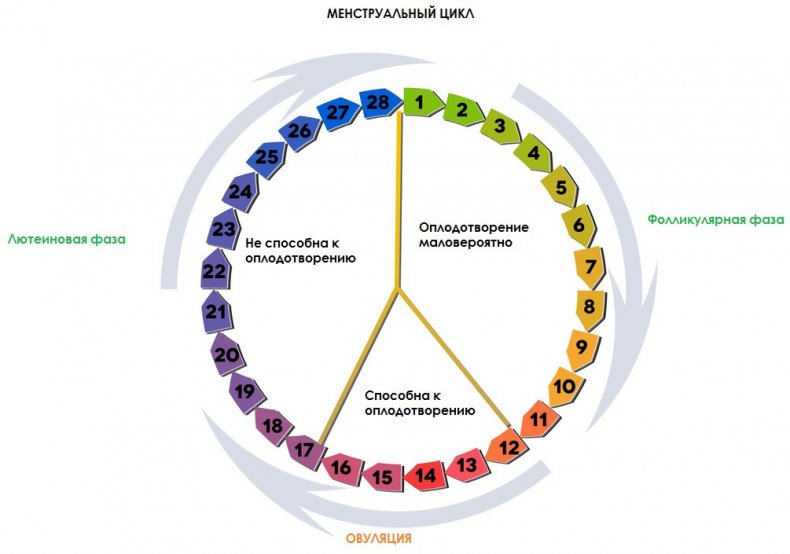Фазы менструального цикла