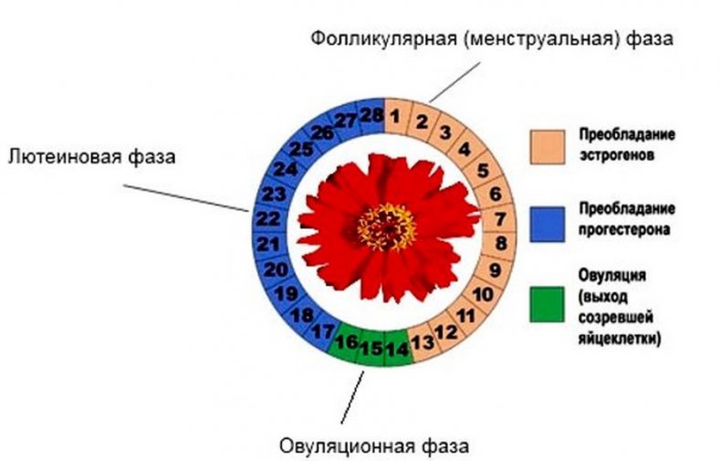 Фазы менструального цикла у женщины