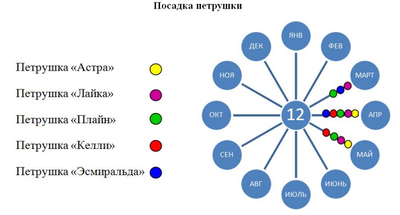 Посадка петрушки