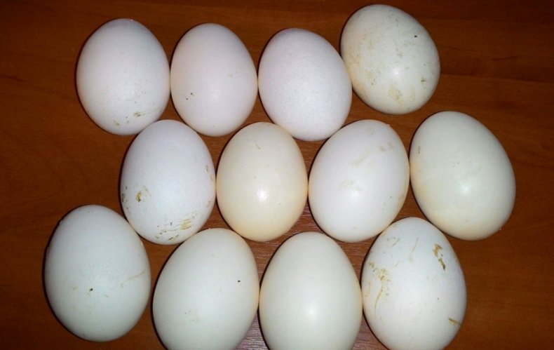 Яйца котляревских кур