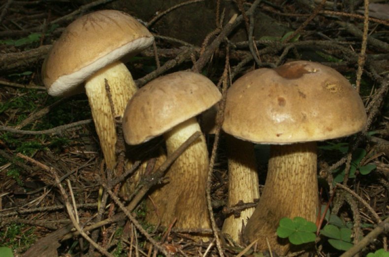 Жёлчные грибы