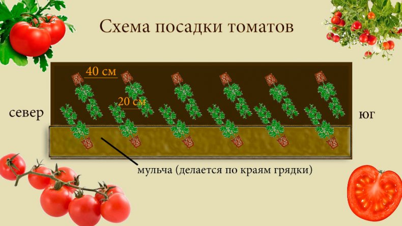 Схема посадки томатов