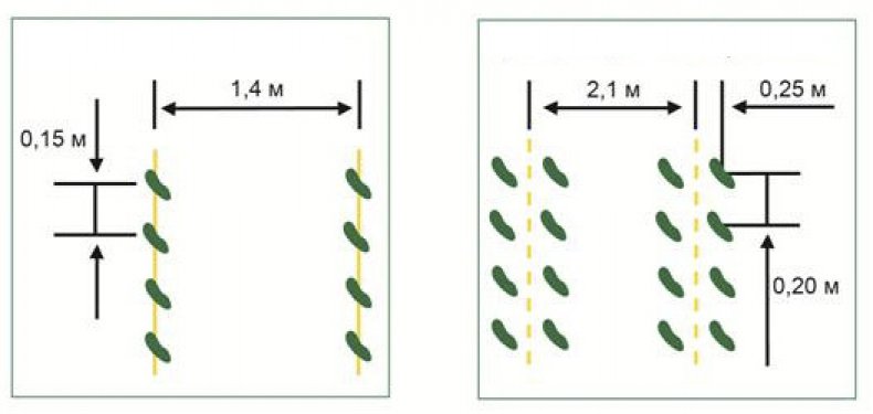 Схема посева семян огурцов