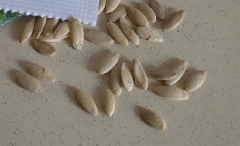 Семена огурцов
