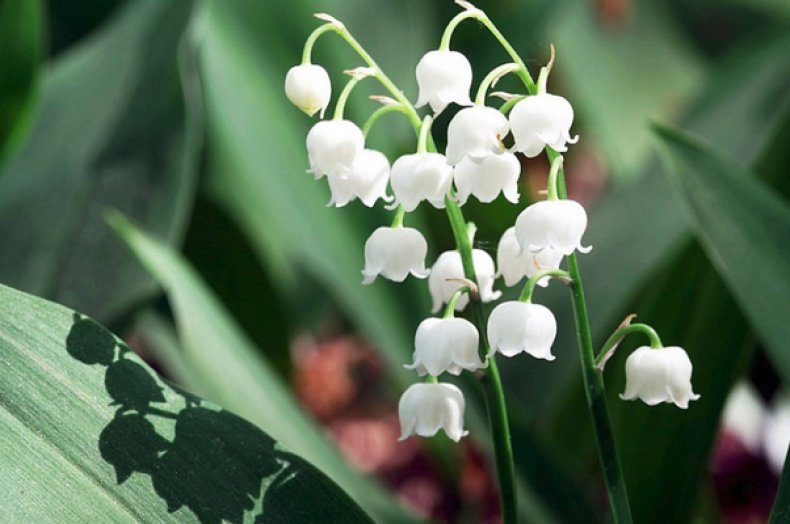 Convallaria majalis montana