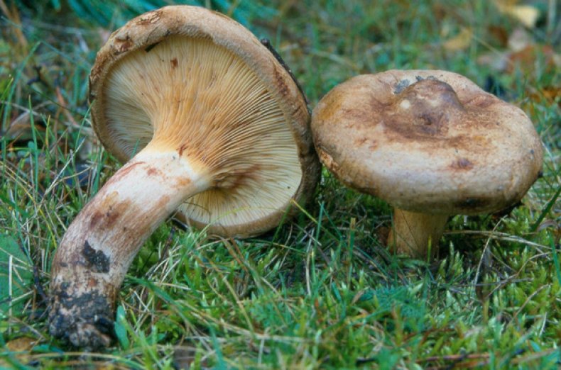 Paxillus involutus