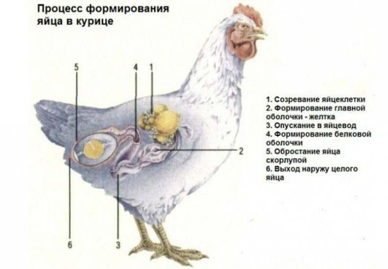 Формирование яйца