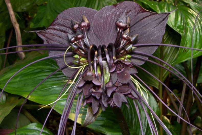 Tacca chantrieri