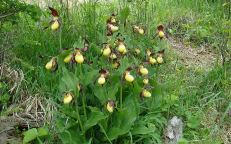 Cypripedium calceolus