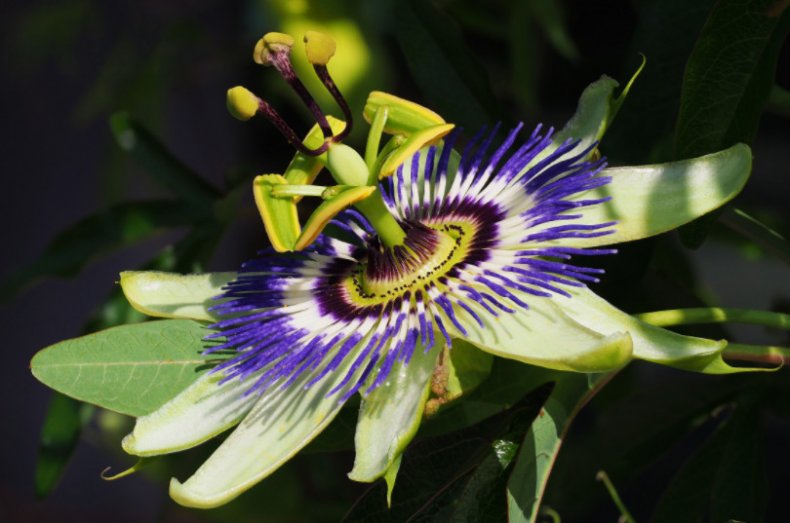 Passiflora