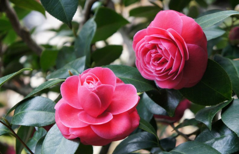 Camellia japonica