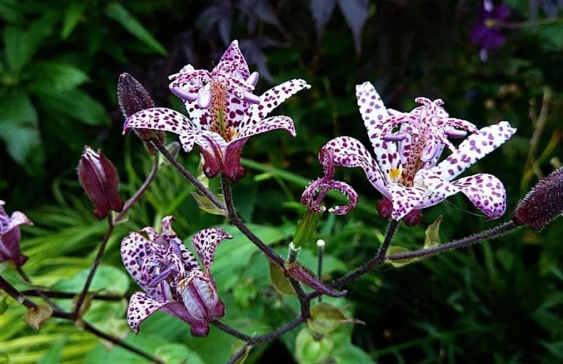 Tricyrtis hirta