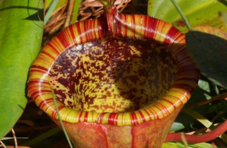 Nepenthes attenboroughii