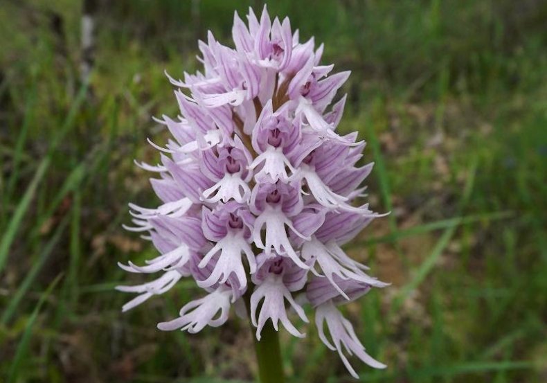 Orchis italica