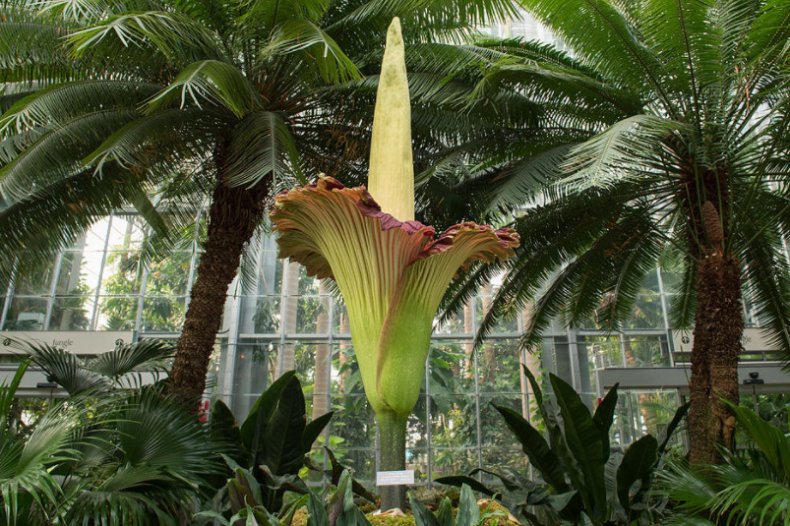 Amorphophallus titanum