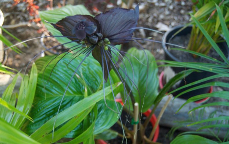 Tacca chantrieri