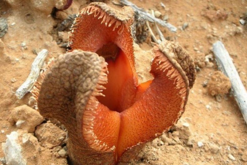 Hydnora africana