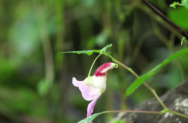 Impatiens psittacina