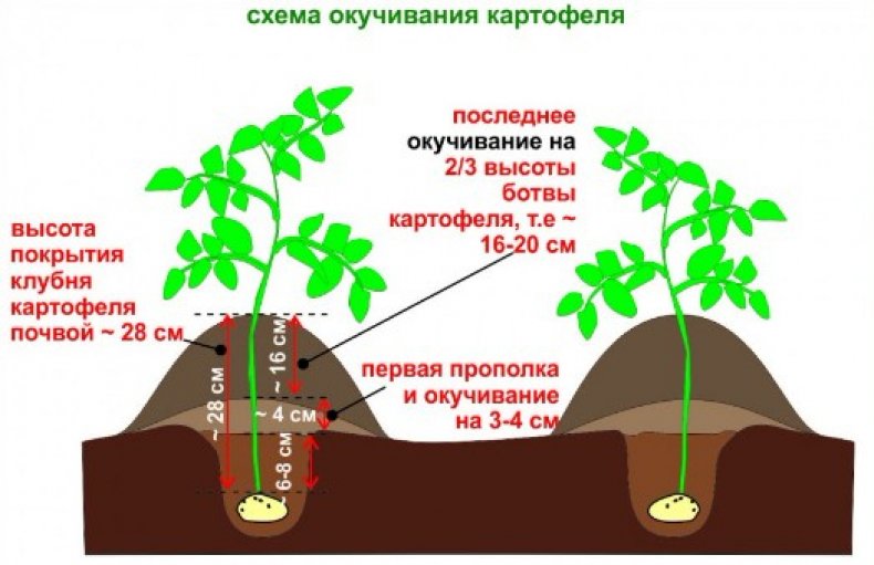 Схема окучивания