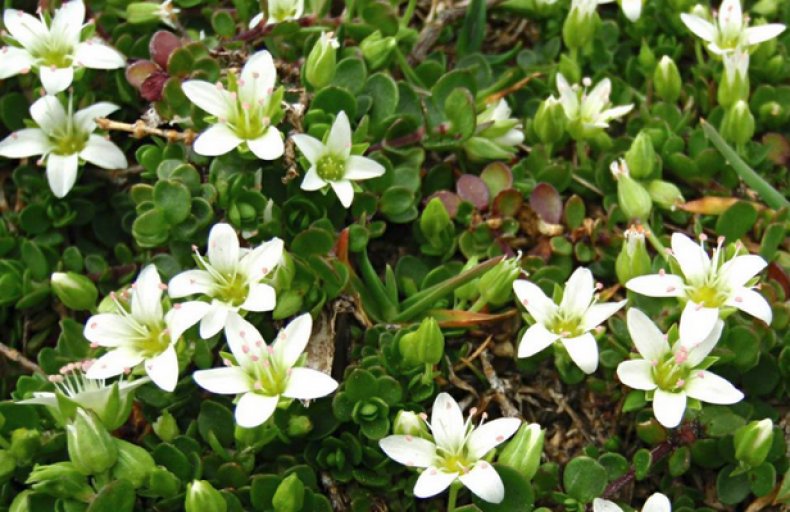 Arenaria rotundifolia