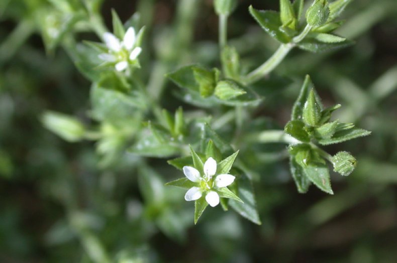 Arenaria serpyllifólia