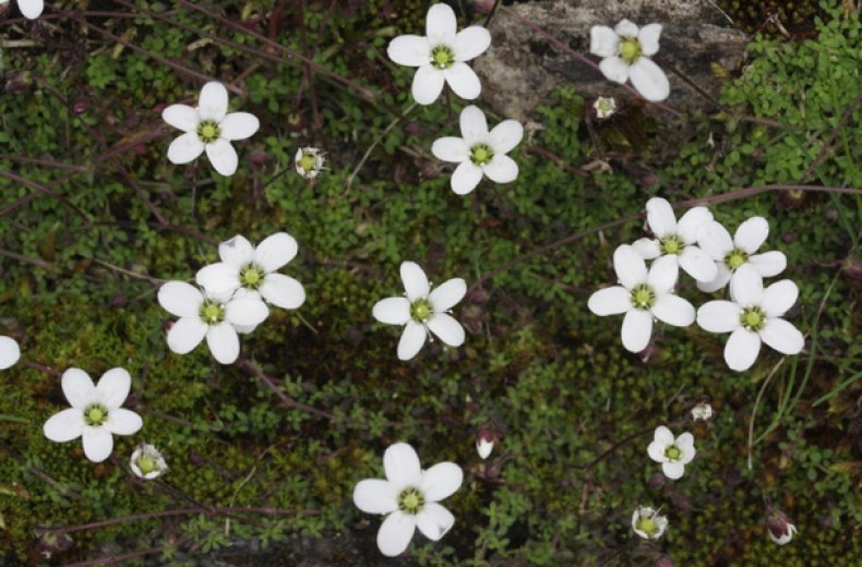 Arenaria balearica