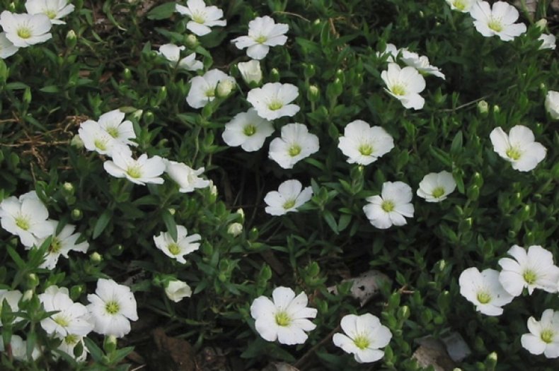 Arenaria montana