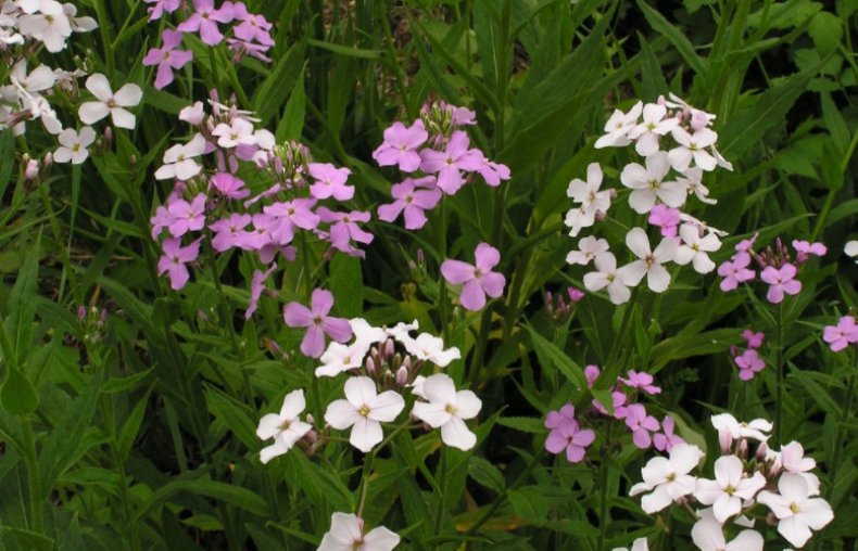 Hesperis matronalis