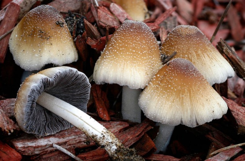 Coprinellus micaceus