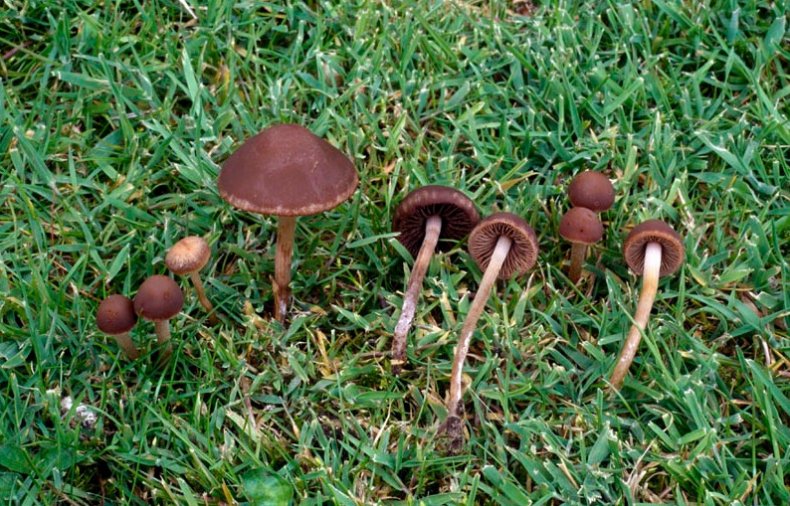 Panaeolus foenisecii