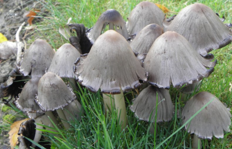 Coprinopsis atramentaria