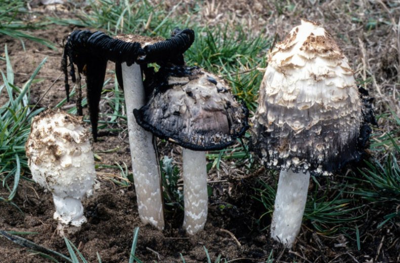 Coprinus comatus