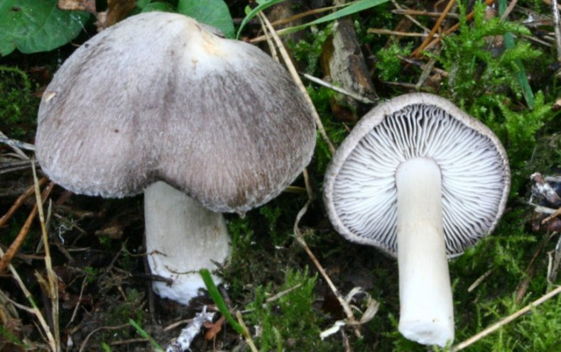 Tricholoma terreum