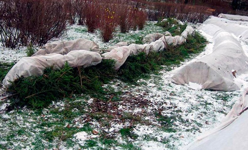 Укрытие из лапника и агроволокна